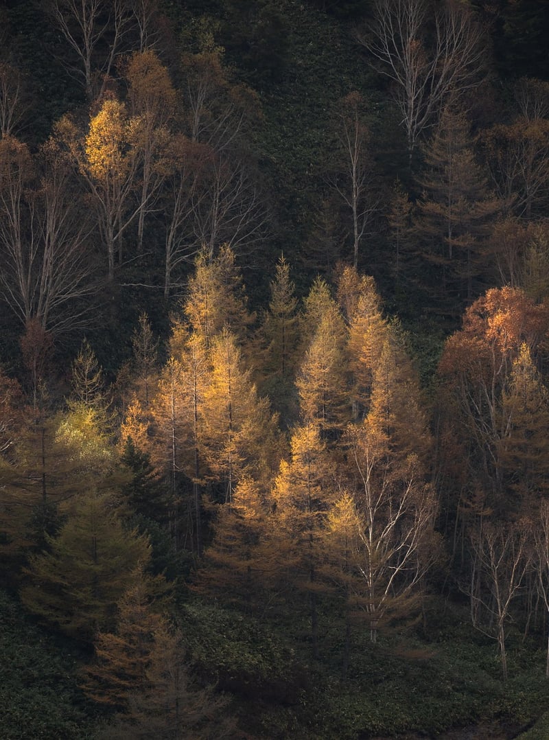 Forest Sunrise
